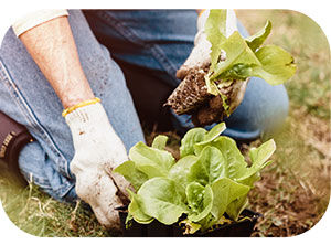 Gardener planting lettuce