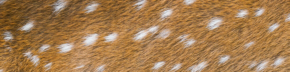 Closeup of the tan and white speckled fur of a fawn
