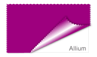 Allium