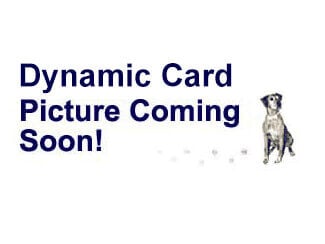 Single-Strand Necklace and Earrings