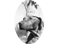 Fire Mountain's mascot dog Cecil