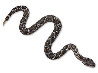Rattlesnake Sculpture