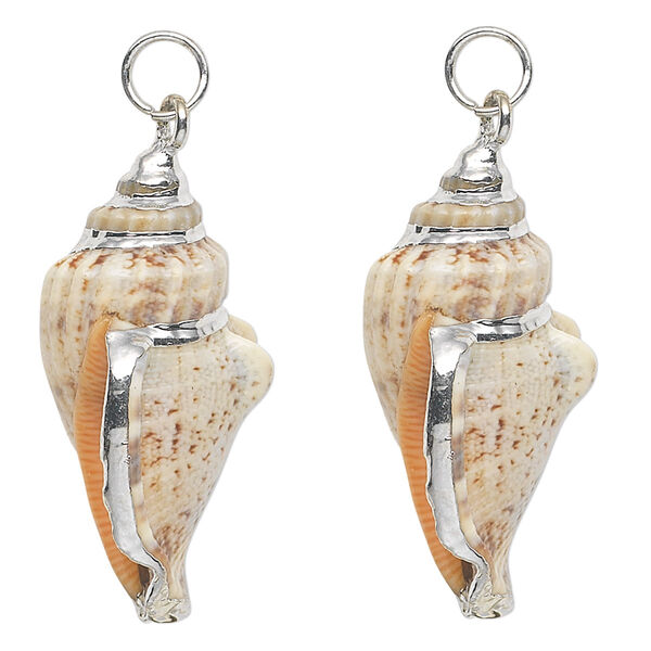 Focal, conch shell (natural) and silver-plated steel, white / dark brown / light brown, 35x16mm. Sold per pkg of 2. image number 0