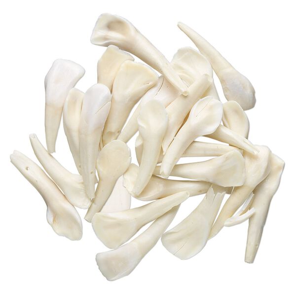Bead, bone (natural), buffalo tooth. Sold per pkg of 25. image number 0