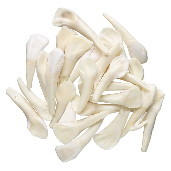 Bead, bone (natural), buffalo tooth. Sold per pkg of 25. image number 0