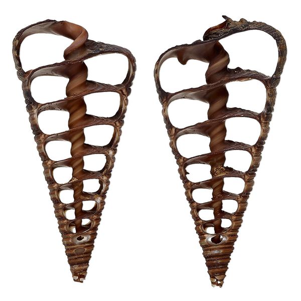 Component, bagongon shell (natural), 46x20mm-50x24mm hand-cut cross section, Mohs hardness 3-1/2. Sold per pkg of 2. image number 0