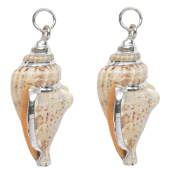 Focal, conch shell (natural) and silver-plated steel, white / dark brown / light brown, 35x16mm. Sold per pkg of 2. image number 0
