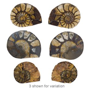 Ammonite 1pkg2, undrilled spiral fossil natural 32-47mm