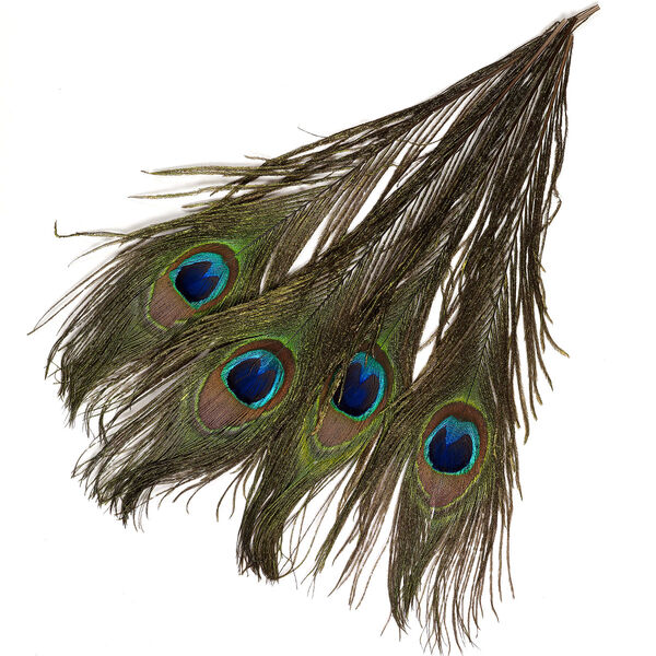 Feather, peacock (natural), 8-15 inches with natural eye. Sold per pkg 4. image number 0