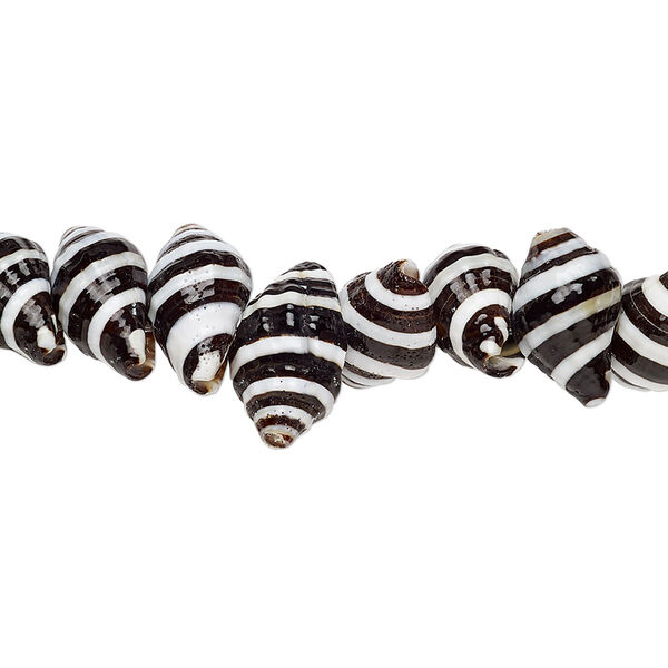 Bead, whelk shell (natural), 10x6mm-14x7mm shell, Mohs hardness 3-1/2. Sold per 15-1/2" to 16" strand. image number 0