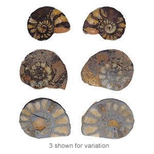 Ammonite 1pkg2, undrilled spiral fossil natural 15-31mm