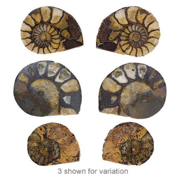 Component, ammonite fossil (natural), 32-47mm left- and right-facing undrilled spiral with smooth top and rough back, Mohs hardness 4. Sold per pkg of 2. image number 0