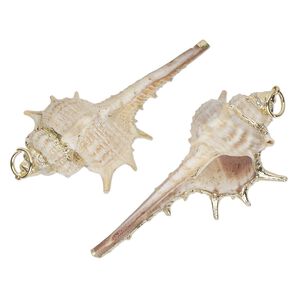 Focal, gold-finished murex shell (natural), white / dark brown / light brown, 53x19mm shell, Mohs hardness 3-1/2. Sold per pkg of 2.