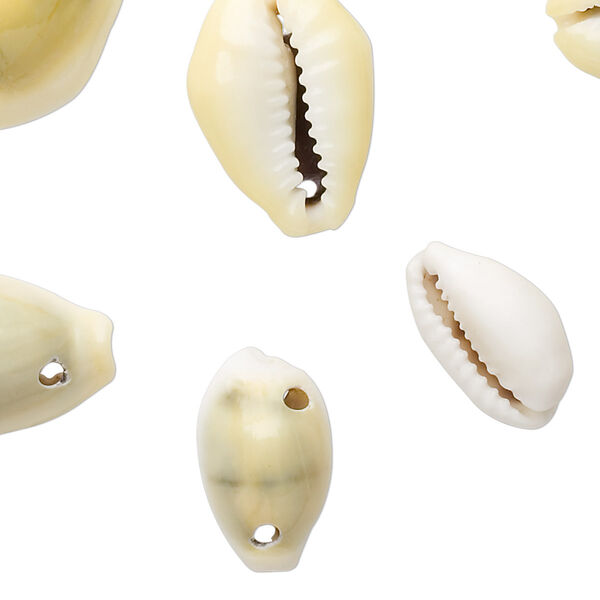Bead, monita cowrie shell (natural), 16x10mm-25x18mm, Mohs hardness 3-1/2. Sold per 130-gram package, approximately 60-70 shells. image number 0