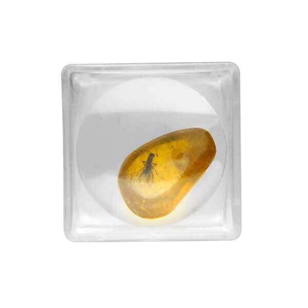 Drop, amber (natural) and acrylic, clear, mini to small freeform nugget with bug in magnifying box, B- grade, Mohs hardness 2 to 2-1/2. Sold individually. image number 0
