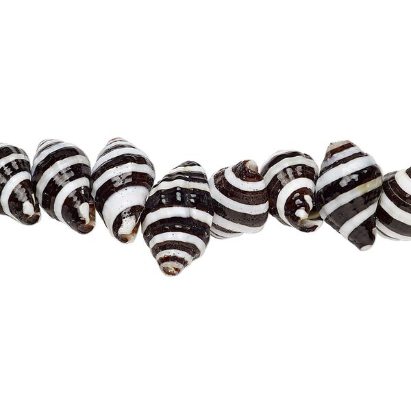 Bead, whelk shell (natural), 10x6mm-14x7mm shell, Mohs hardness 3-1/2. Sold per 15-1/2" to 16" strand. image number 0