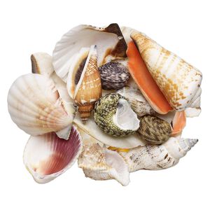 Genuine seashell assortment, small, medium and large. (Natural) Pkg of 12.