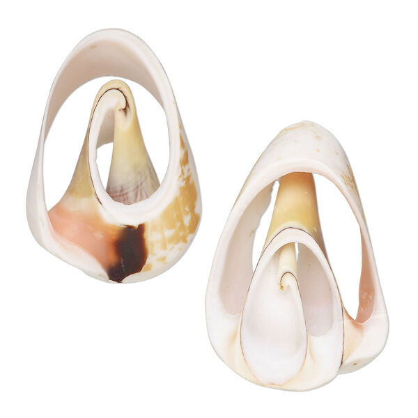Component, red-lipped conch shell (natural), 37x23mm-39x27mm hand-cut cross section, Mohs hardness 3-1/2. Sold per pkg of 2. image number 0