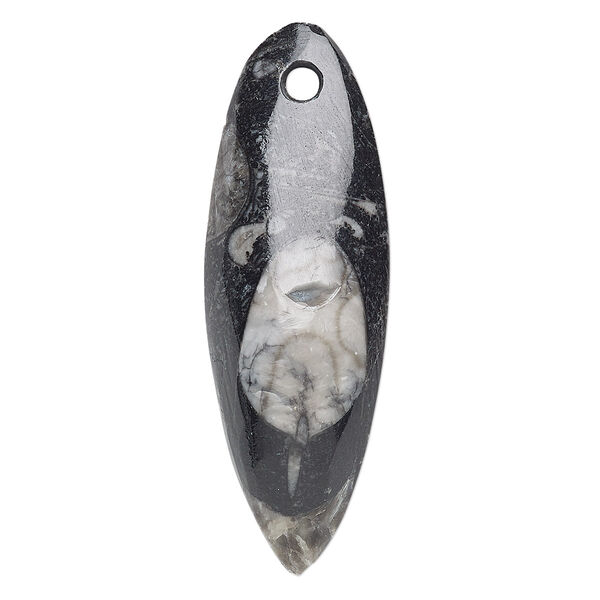 Focal, orthoceras fossil (natural), 44x11mm-65x18mm two-sided teardrop, Mohs hardness 3-1/2 to 4. Sold individually. image number 0
