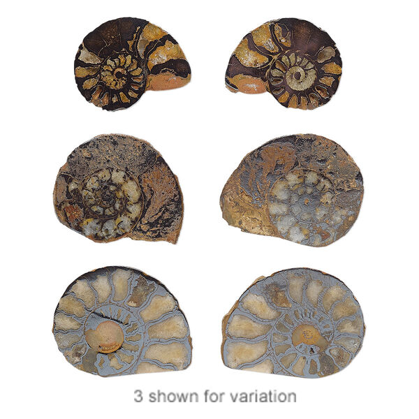 Component, ammonite fossil (natural), 15-31mm left- and right-facing undrilled spiral with smooth top and rough back, Mohs hardness 4. Sold per pkg of 2. image number 0