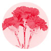 carnation image