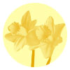 daffodil image