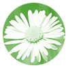 daisy image