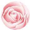 rose image