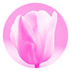 tulip image