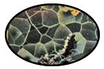 Chlorastrolite