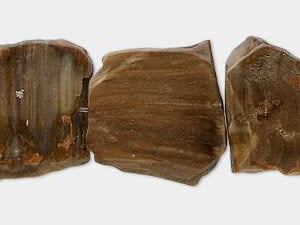 Petrified Wood