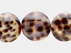 Cowrie Shell