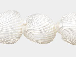 Ark Shell
