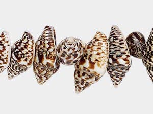 Other Shell