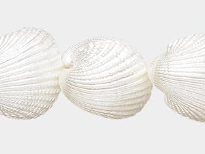 Ark Shell
